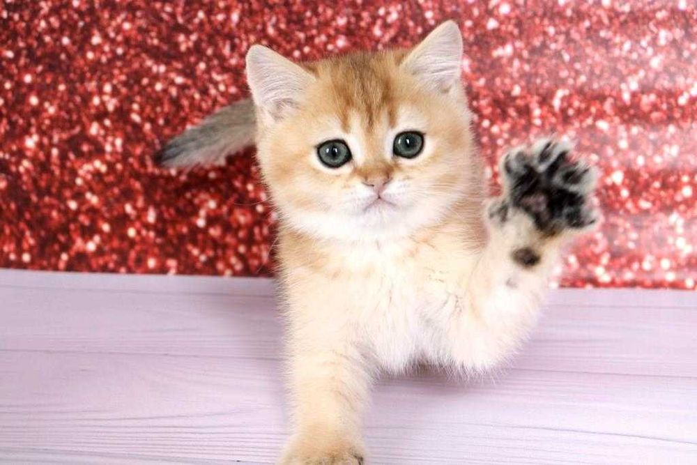 Суперська золота шиншила з домашнього розплідника-хлопчик