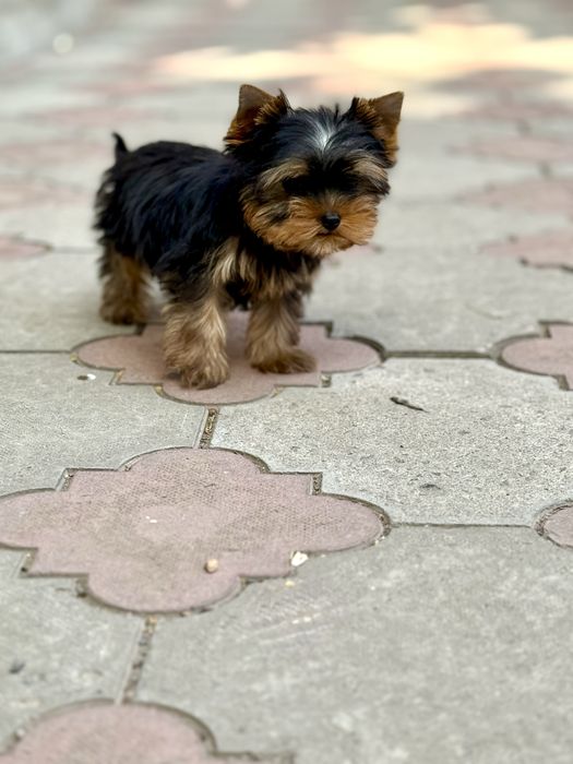 Йорк хлопці дівчата