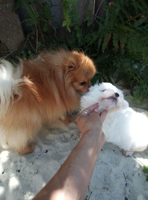 Хлопчик і дівчинка міні Львів.