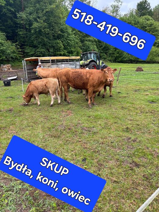 Skup bydła koni cieląt owiec