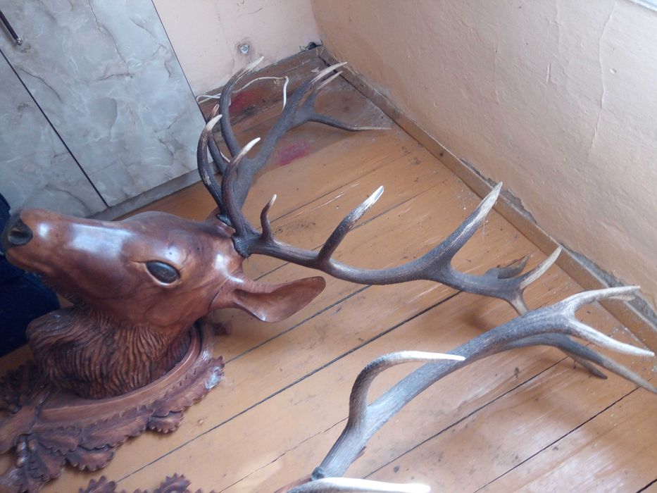 Rogi jelenia a głowa rzeźbiona z drzewa lipowego