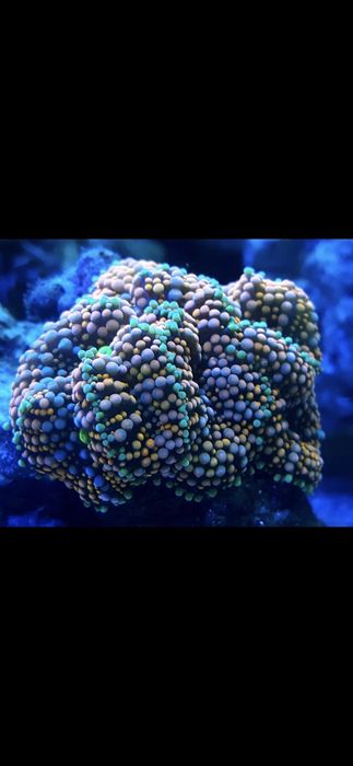 Koral ricordea florida