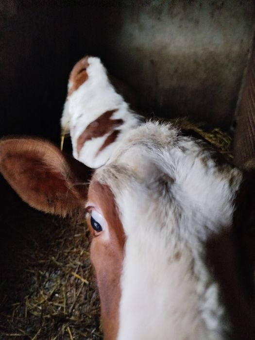 Продам червоно-рябу теличку