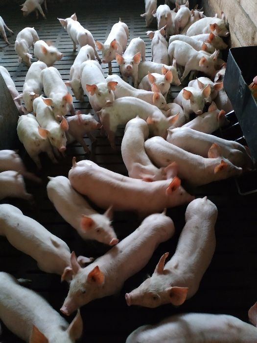 Продам поросят 12 кг