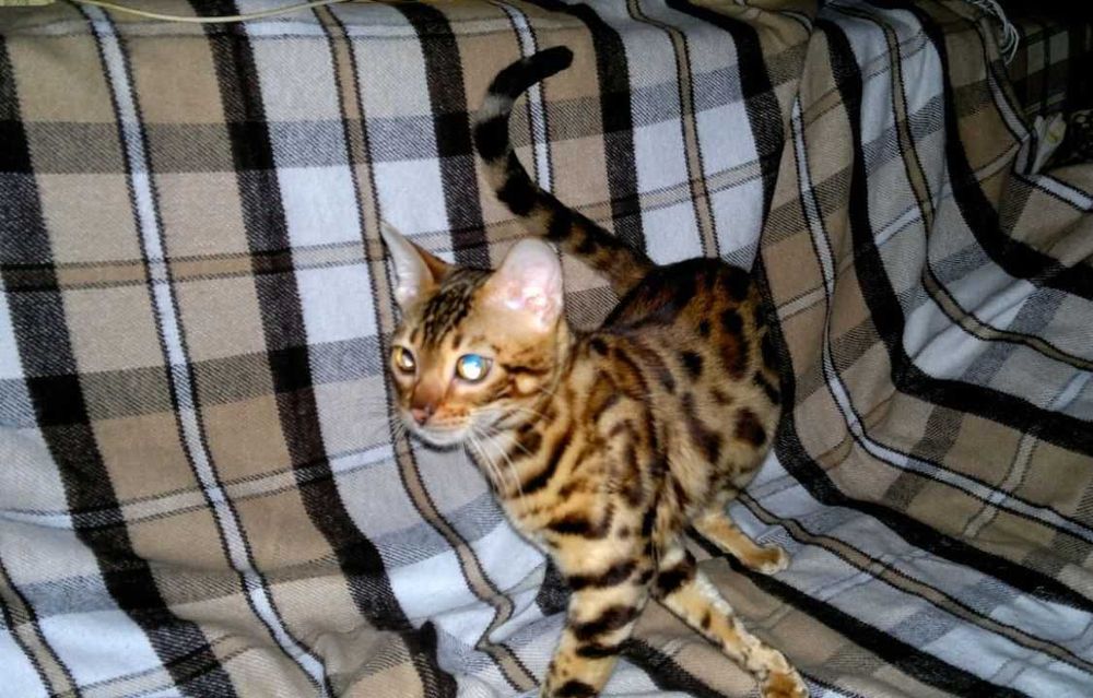 Яскрава BENn24 бенгальська F9 ALK для люблячої котів родини