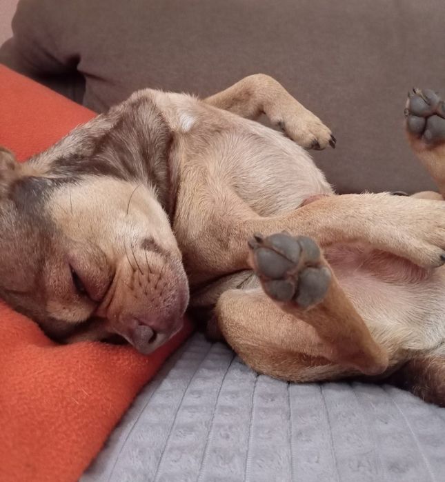 ‼️Загубилася собака‼️