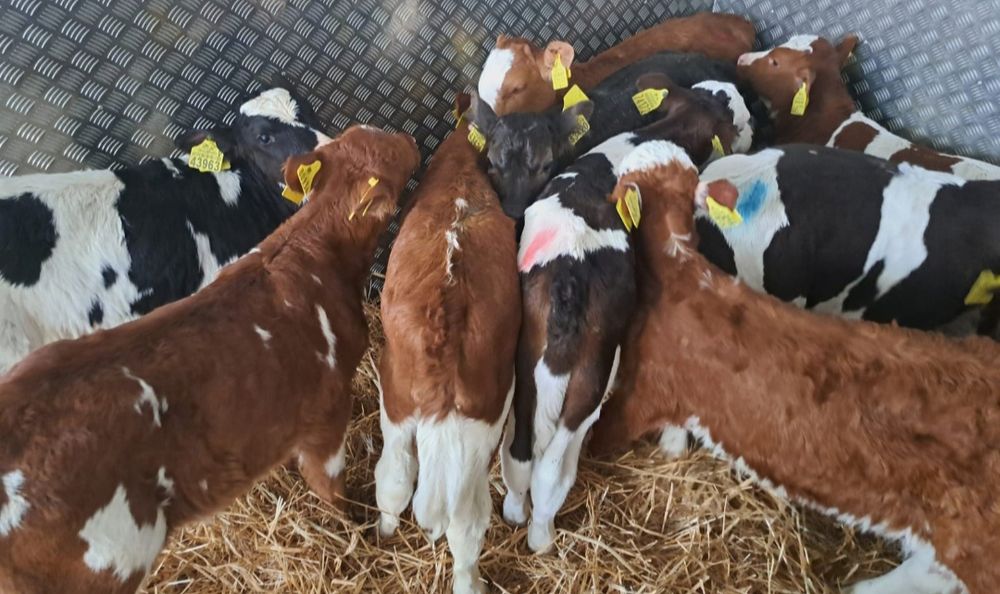 Cielęta Byczki Jałówki Polskie Brodnica