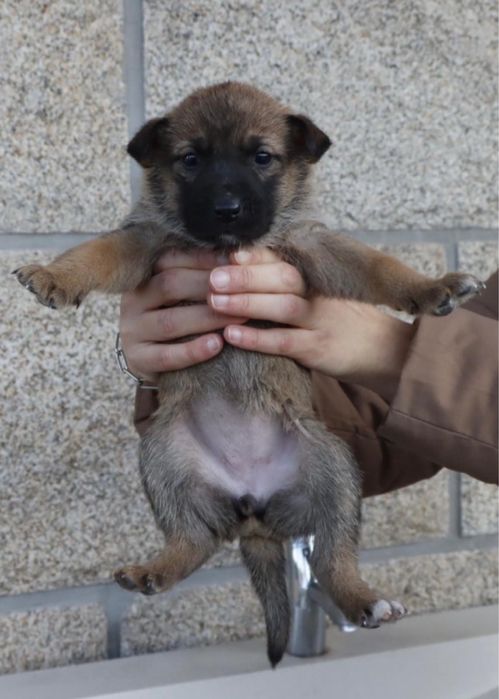 cães de porte grande bebés