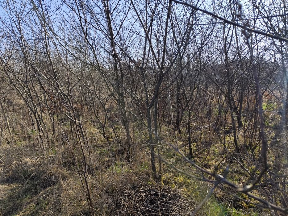 Oddam drewno za wycinkę.