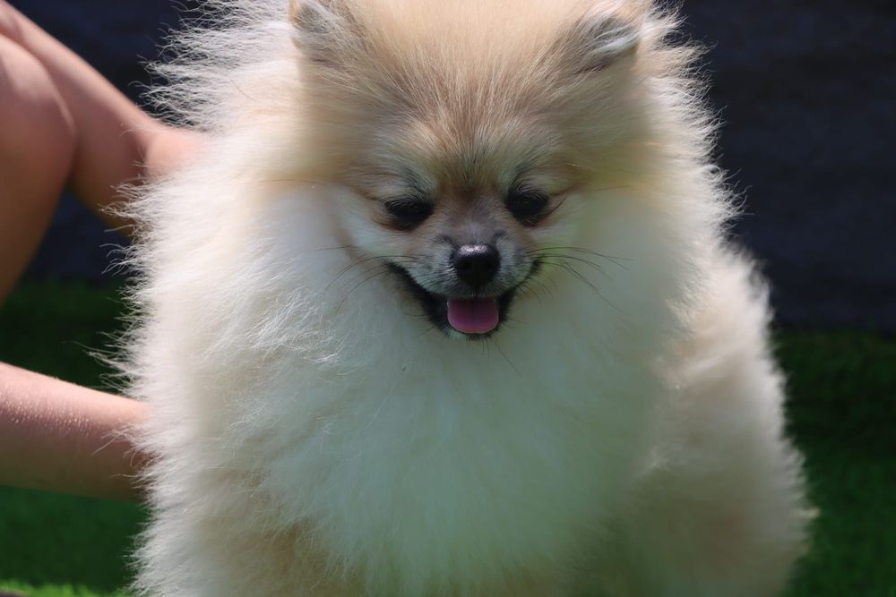 Lulu de Pomerânia (spitz)