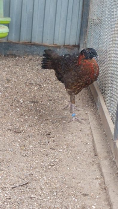 Bazant tragopan samiec