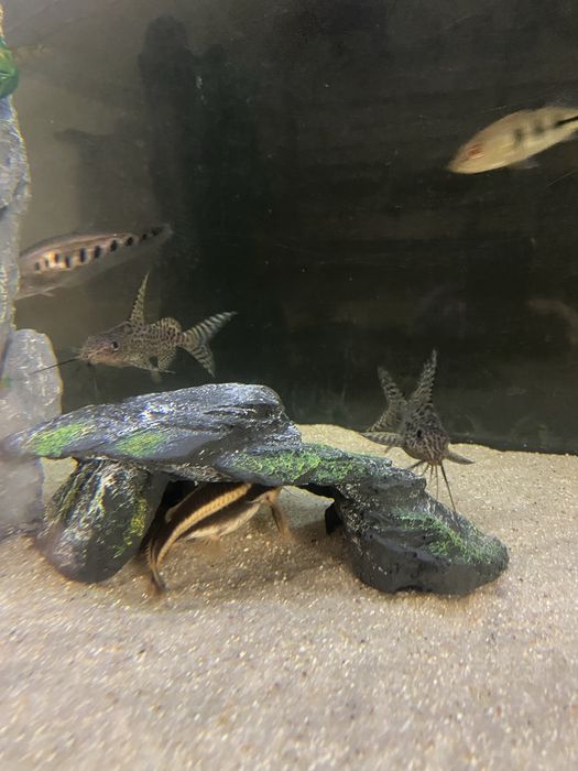 Synodontis eupterus