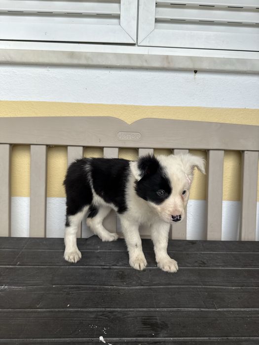 Border Collie Preta e Branca Fofa
