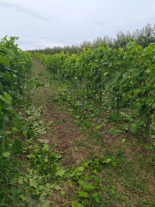 Winogrono Solaris Rondo i 5 innych odmian