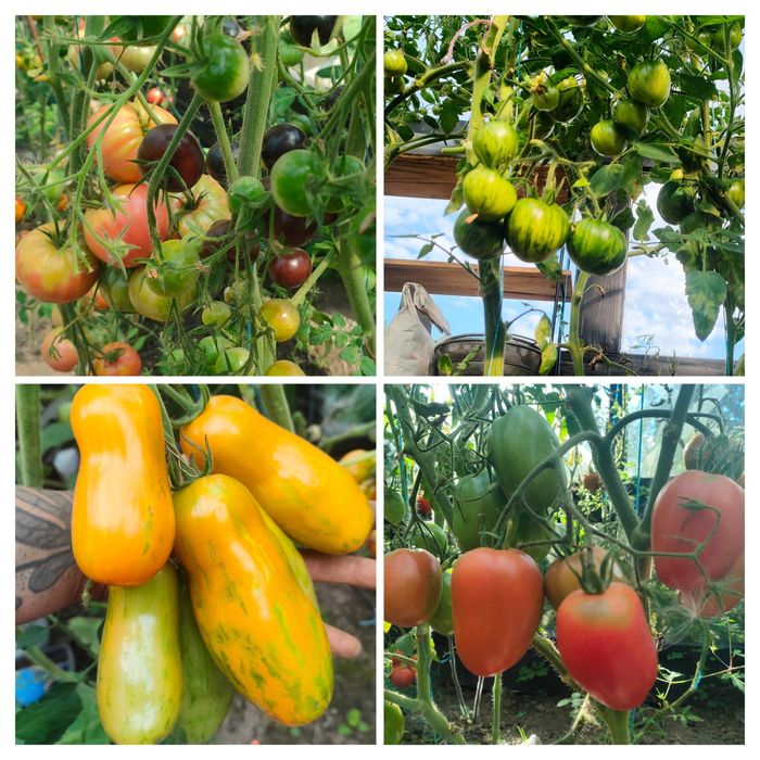 "Моя Україна" набір насіння колекційних томатів