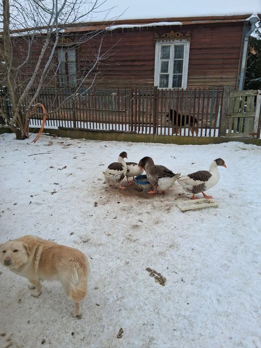 Ptaki różnej rasy,gołębie,gęsi,kaczki i kury ozdobne 50 zł.