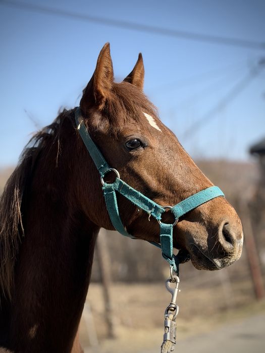 Roczniak, ogierek, AQHA