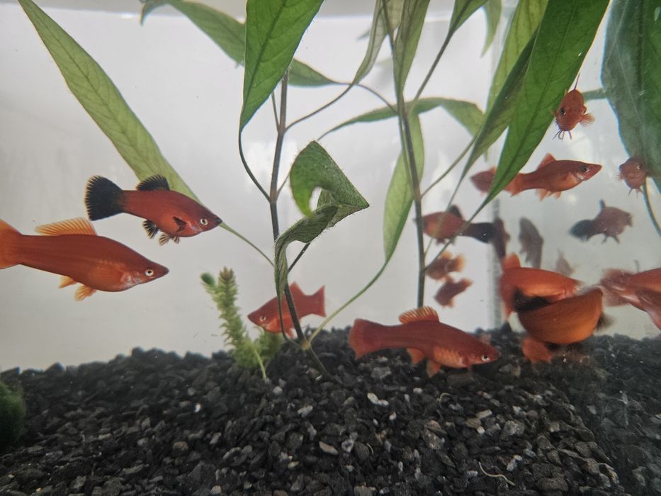 Меченосец безкоштовно