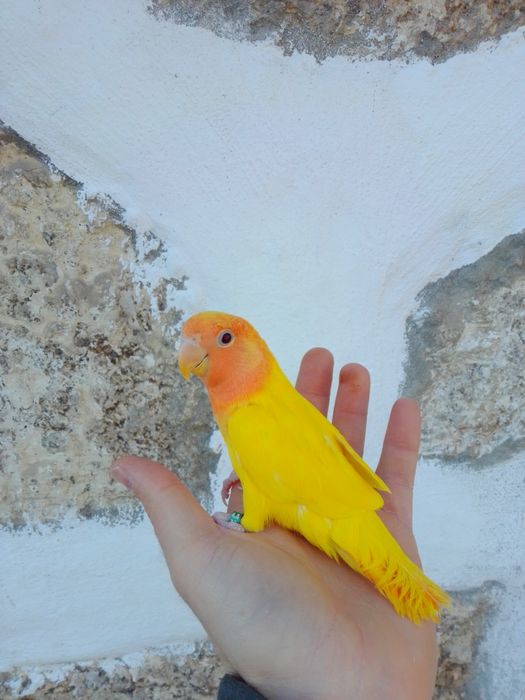 Agapórnis Domesticados