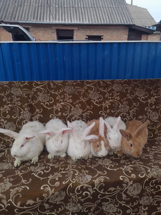 Продам кроликів метіси