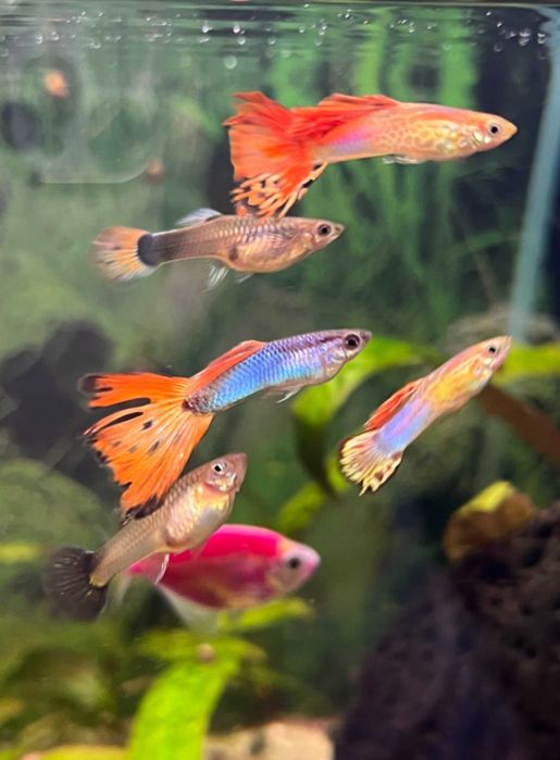 Рибки для акваріума  гуппі