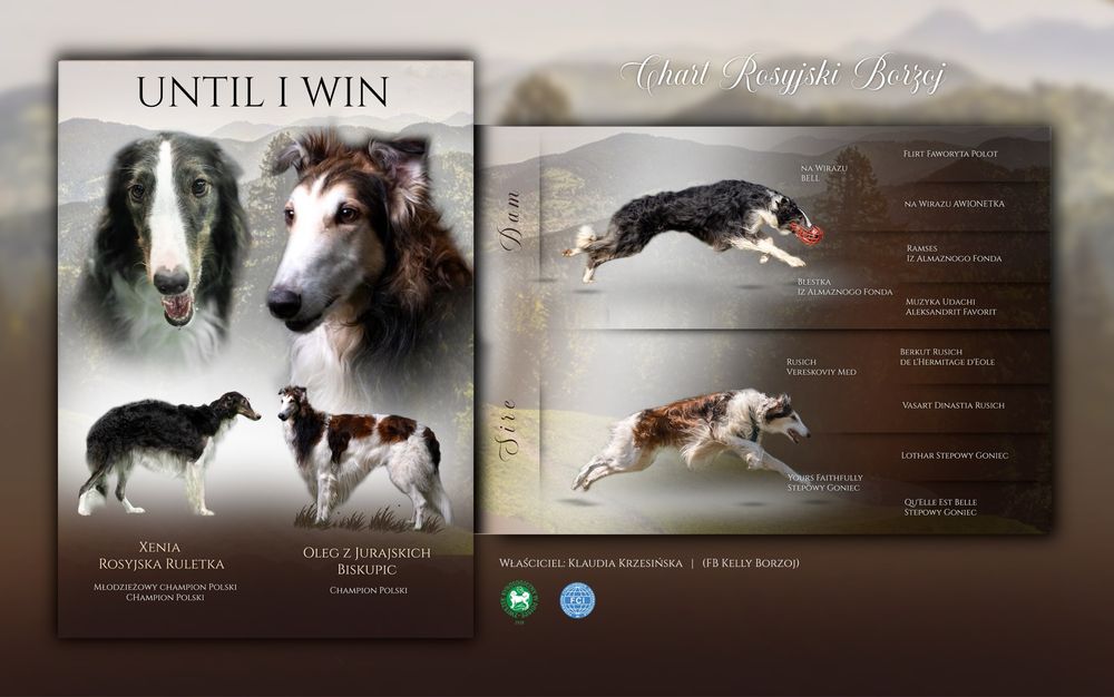 Chart Rosyjski Borzoj Tadeusz