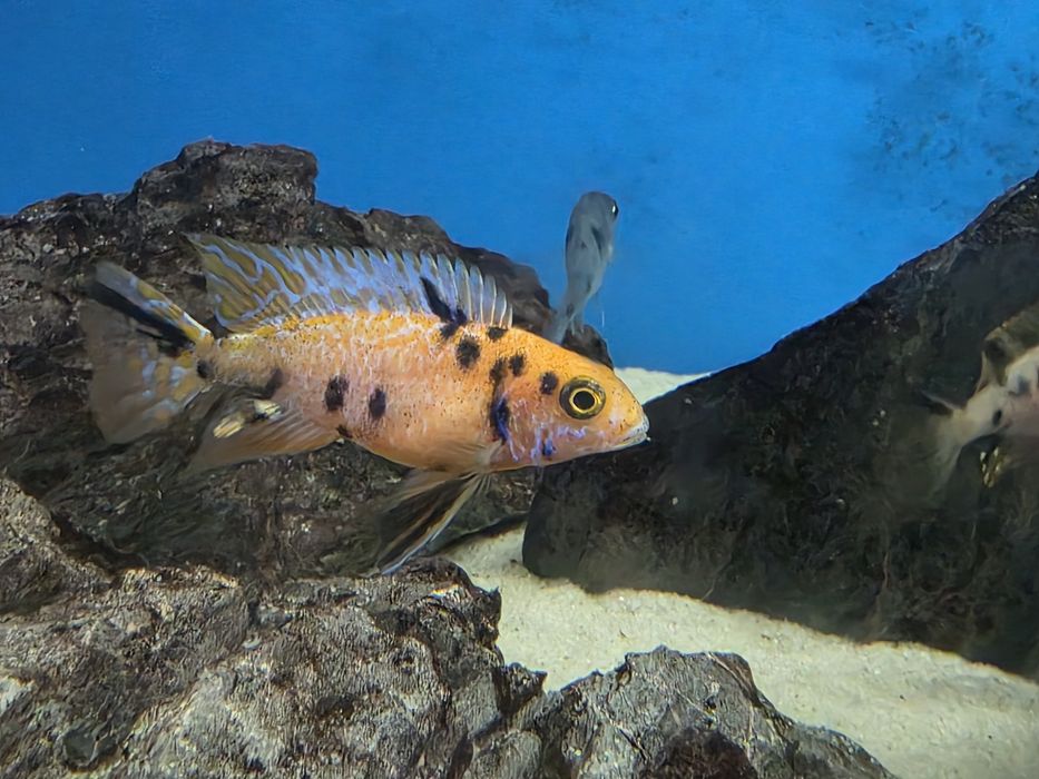 Pyszczaki Aulonocara marmelade ob