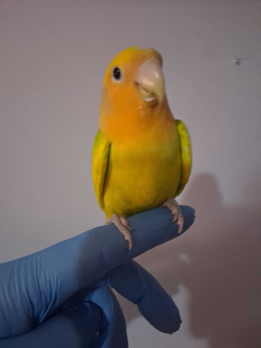 Rosicolis domesticado