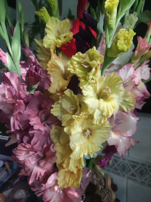 Гладиолусы сортовые,микс сортов