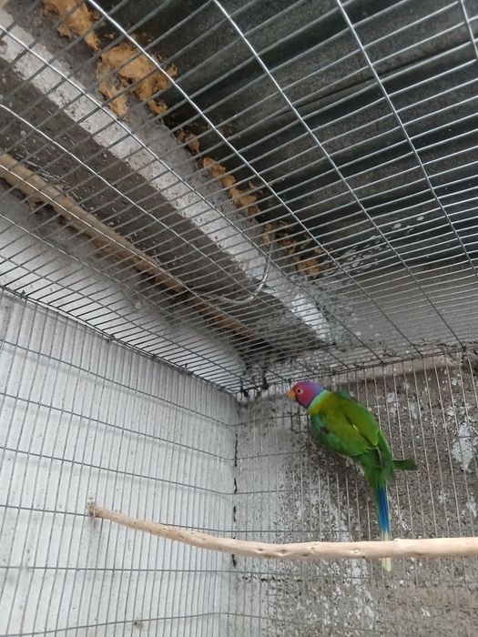 Passaro cabeça de ameixa