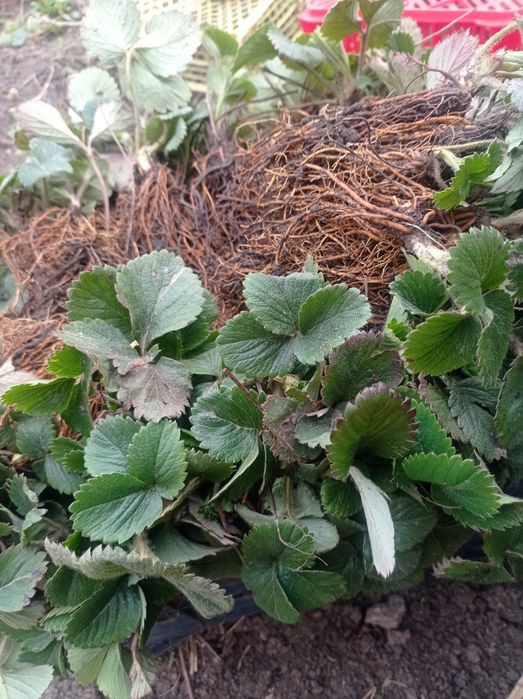 КЛУБНИКА сорта "Зарница"