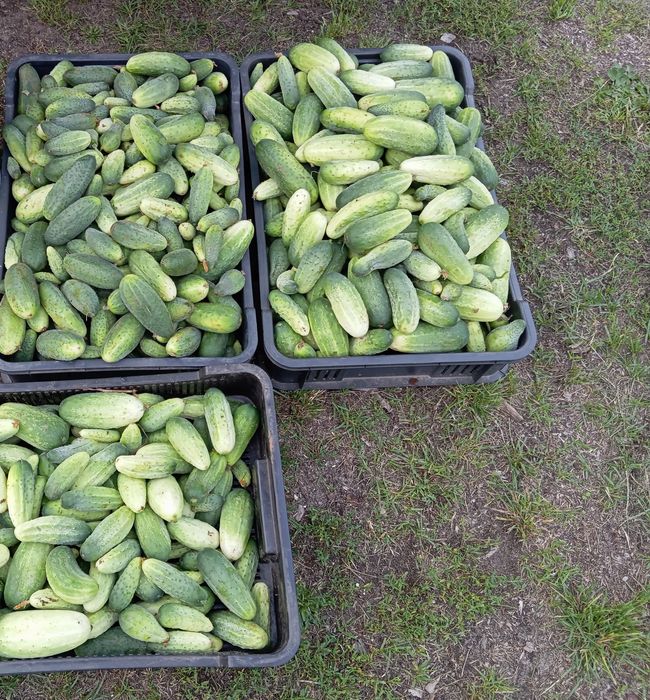 Domowe ogórki kiszone ekologiczne 100%