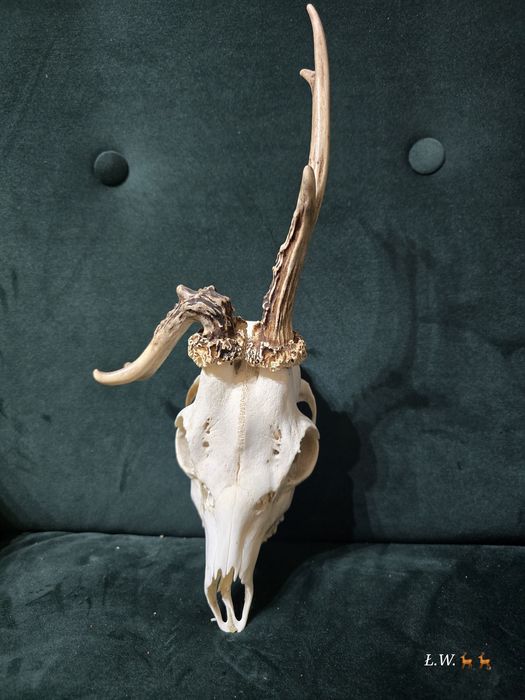 Myłkus myłkusy rogacz parostki