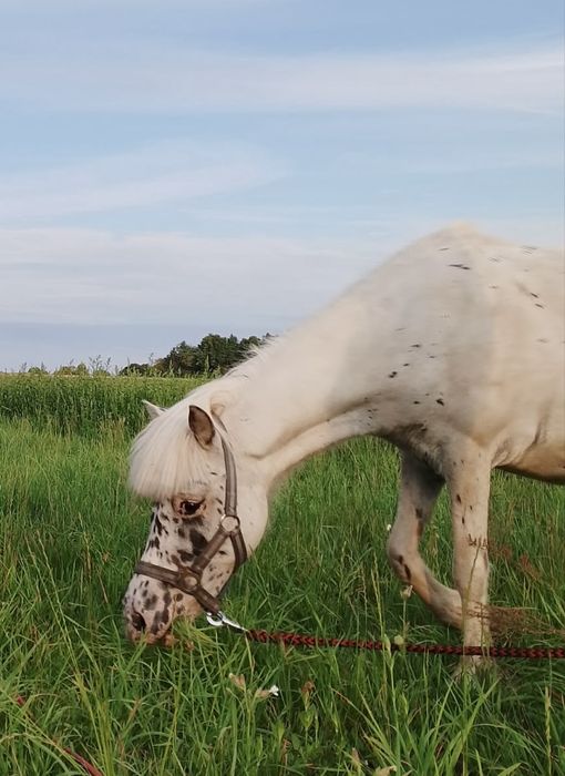 Na sprzedaż kucyk- klacz