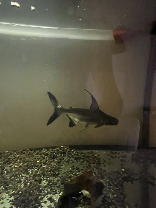 Pangasius +/- 30 cm Doação