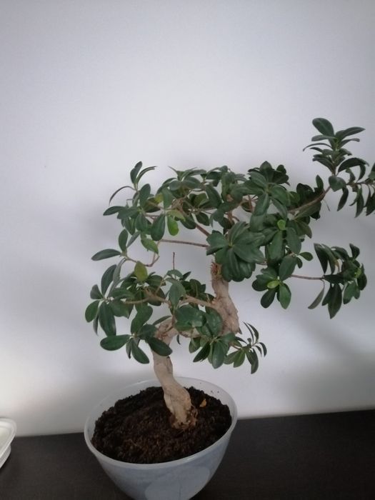 Ficus fikus Bonsai dwie sztuki