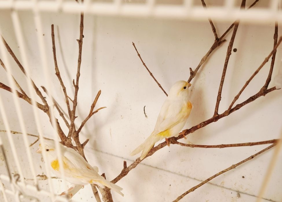 2 canárias nasceram no ano passado