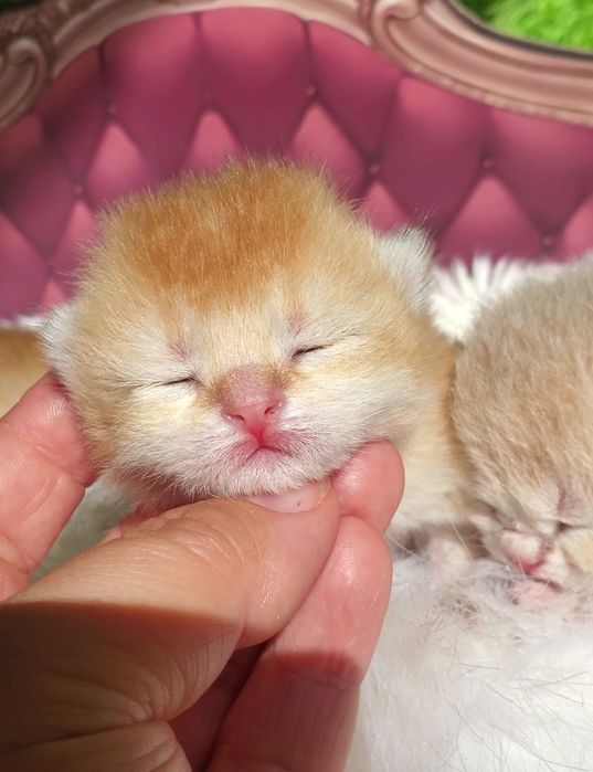 У нас очень ручные малыши. Котята золотая шиншилла.