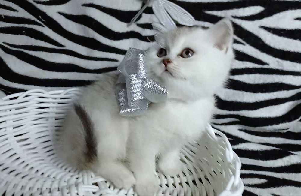 Продам кошенят скотіш фолд та скотіш страйт