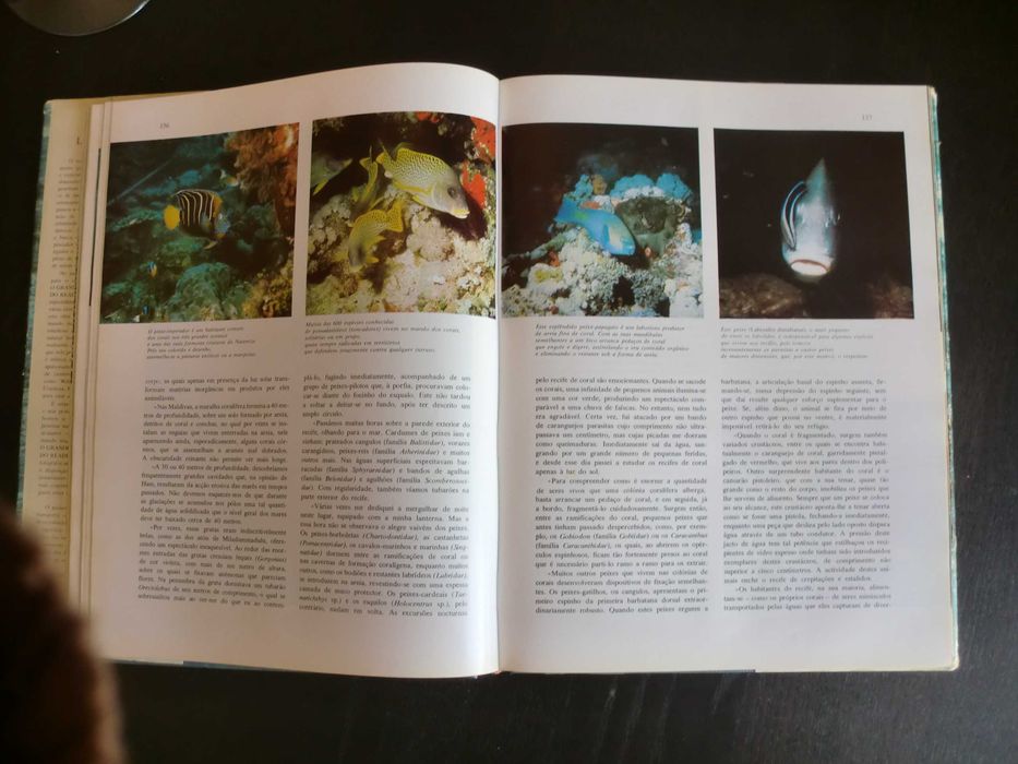O Grande Livro dos Oceanos