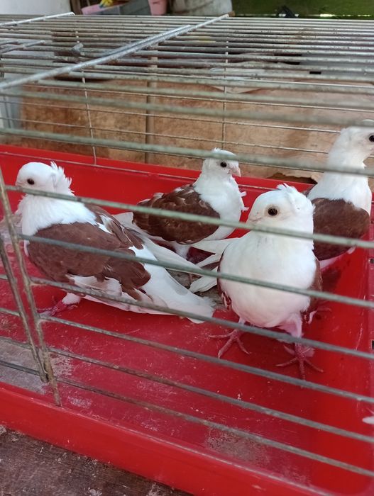 Sprzedam gołębie Mewki