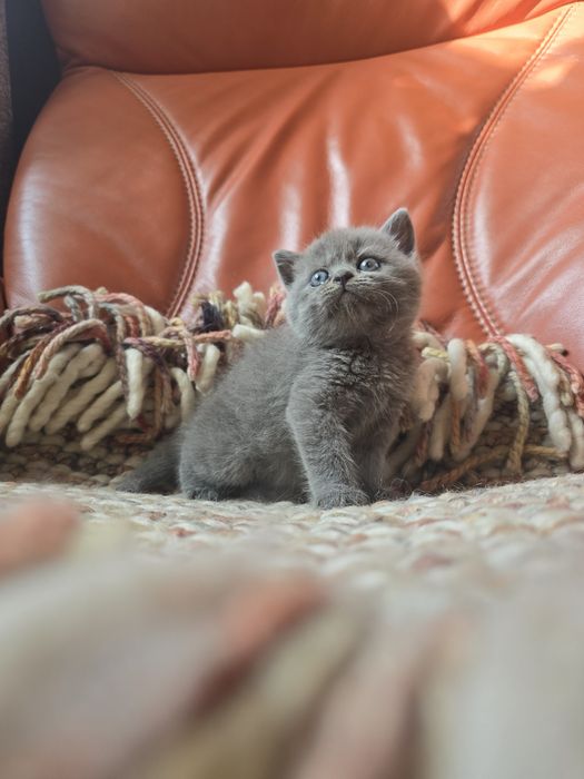Плюшеве кошеня пушистий британець