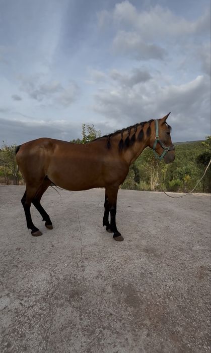 Egua castanha super mansinha