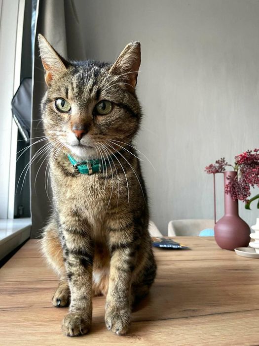 Młoda koteczka do adopcji