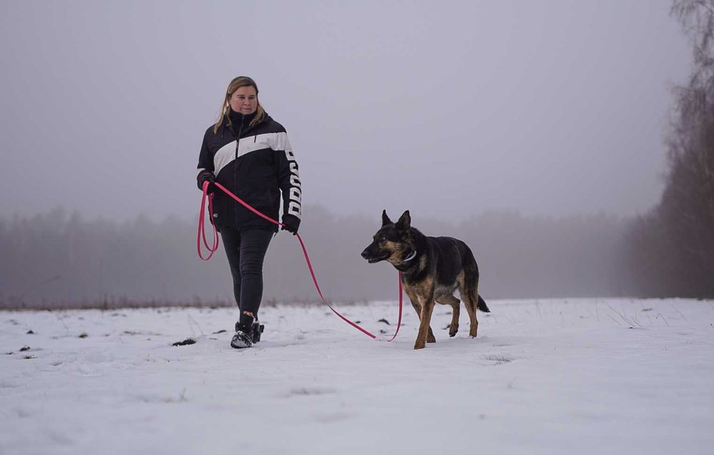 Przemiły Koda w typie owczarka czeka na dom od 5 lat..