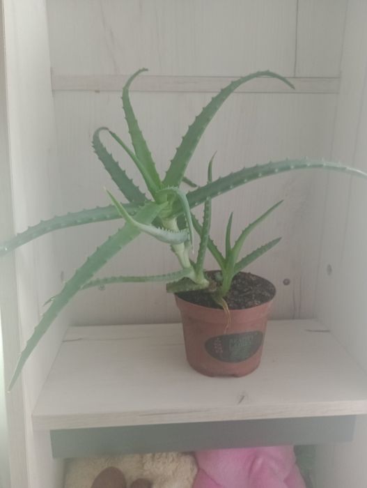 Sadzonka aloesu.