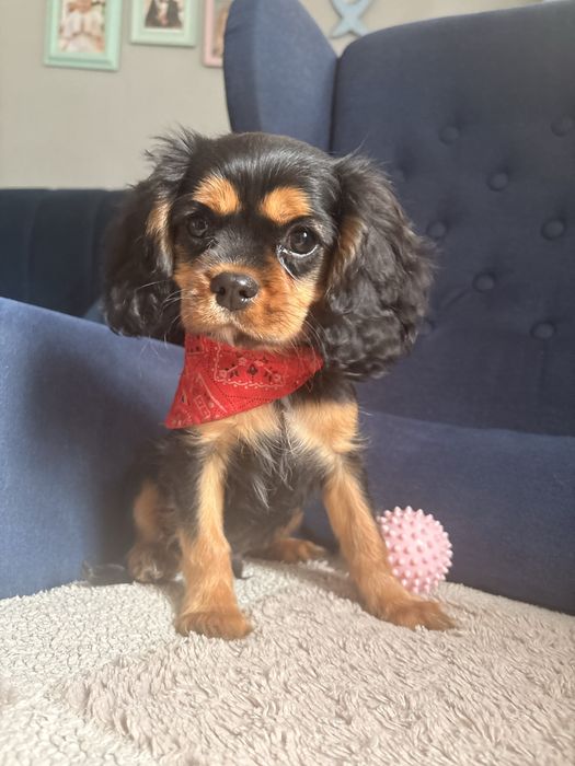 Cavalier King Charles Spaniel piesek.