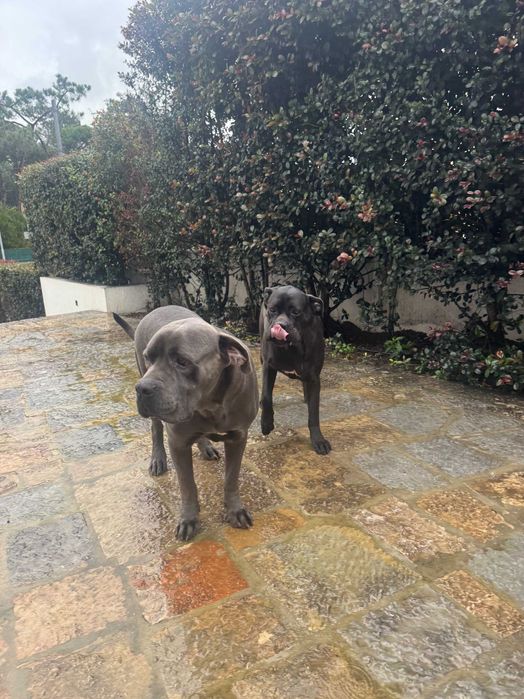 2 Cane Corso Italiano para adopção