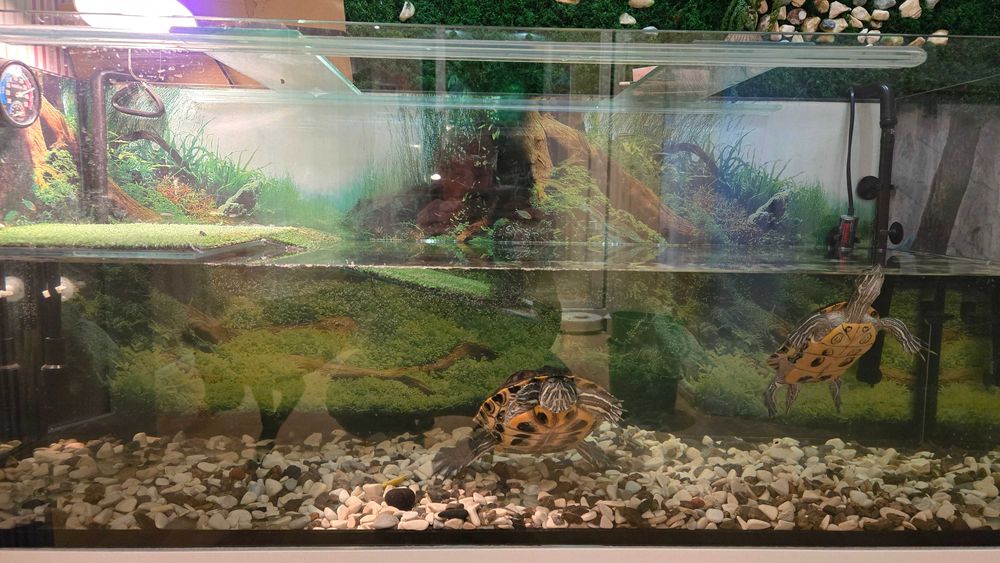 Акватерарріум, черкпашник, тераріум