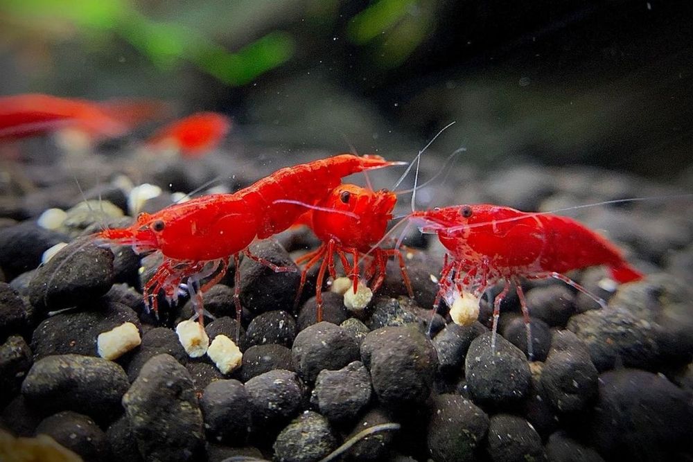 CAMARÕES NEOCARIDINA SELECIONADOS – SHRIMPMANIACPT
